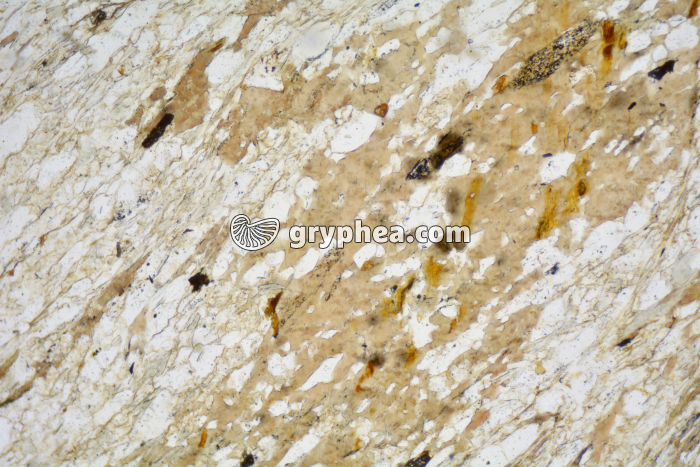 Micaschiste à biotite LPA x25 - gryphea.com